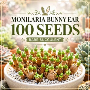 100 Monilaria Bunny Ear Succulent Seeds | Rare Rabbit Ear Succulent | Unique Living Stone Plant Seeds | Mini Garden & Succulent Collection