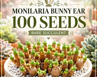 100 Monilaria Bunny Ear Succulent Seeds | Rare Rabbit Ear Succulent | Unique Living Stone Plant Seeds | Mini Garden & Succulent Collection