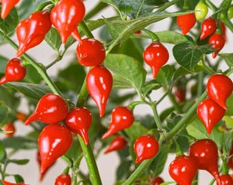 Live Biquinho Pepper Plants – Sweety Drop Chili Starters (Set of 3)