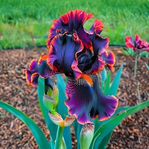 May include: A close-up of a striking iris flower. The petals are a deep purple, edged with vibrant orange and red. The ruffled petals display intricate patterns. Green leaves and a bud are in the foreground. The background shows green grass and brown mulch.