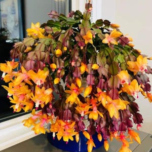 May include: A vibrant Schlumbergera plant, commonly known as a Thanksgiving cactus, featuring numerous bright orange and yellow tubular flowers. The plant has segmented, dark green and purple-tinged foliage and is potted in a solid blue container.