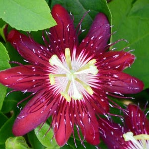 May include: Close-up of a passion flower with deep red petals and a white and yellow center. The flower has a star-like shape with delicate, thread-like filaments. Green leaves provide a natural backdrop.
