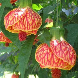 May include: Bell-shaped Abutilon flowers hanging from green stems, featuring yellow petals with prominent red veins and a textured, deep red central stamen. The plant has serrated green leaves and several smaller, unopened flower buds.
