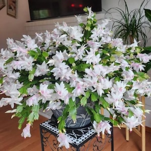 May include: A large potted Christmas cactus with abundant white and pink flowers and green foliage. The plant is in a dark gray pot, sitting on a decorative black and white stand. The background includes a television and other plants.