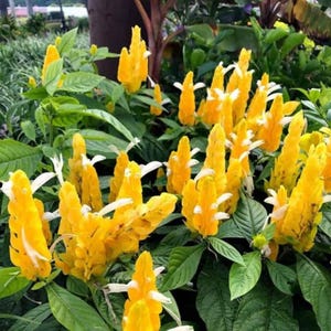 May include: Close-up of a vibrant plant with bright yellow, cone-shaped flowers and white accents. The flowers are surrounded by lush green leaves, creating a striking contrast. The plant is in full bloom, showcasing its natural beauty.