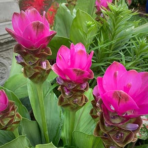 May include: Close-up of vibrant pink Siam tulip flowers with dark brown accents on the petals. The flowers are surrounded by lush green foliage. The image showcases the unique layered structure of the flower heads.