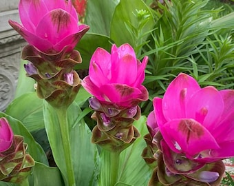 Curcuma Siam Shadow Live Plant - 3-6" Tall - Ship No Pot - Purple Pink Tropical Ginger Flower Ornamental Curcuma for Garden