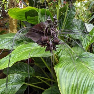 May include: A close-up of a black bat flower with long, whisker-like filaments extending from the flower. The flower is surrounded by large, green leaves with prominent veins. The plant is in a garden setting.