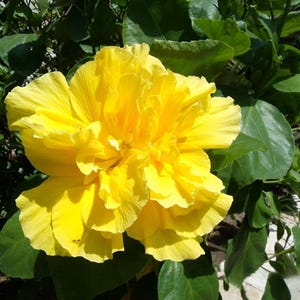Double Yellow Hibiscus Live Plant - 4-6" Tall - Ship No Pot - Tropical Flowering Houseplant for Garden & Patio Decor