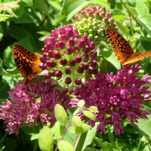 May include: Two orange and black butterflies perched on a cluster of vibrant magenta milkweed flowers. The plant features a central spherical bud cluster surrounded by blooming star-shaped petals, all set against a backdrop of green foliage.