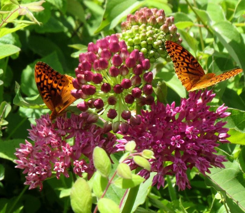 Purple Milkweed Live Plant - 3-8" Tall - Ship No Pot - Asclepias purpurascens - Native Perennial for Monarch Butterfly & Pollinator Gardens