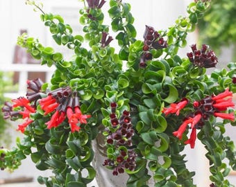 Curly Lipstick Live Plant – Aeschynanthus radicans ‘Curly’ – Twisted Foliage Houseplant with Red Flowers for Indoor Decor - Ship No Pot