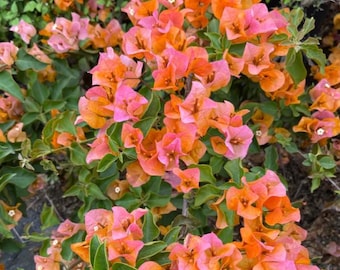 After Glow Bougainvillea Live Plant - 4-6" Tall - Ship No Pot - Bougainvillea spectabilis - Tropical Flowering Vine for Garden & Containers