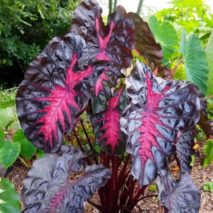 May include: Close-up of a plant with large, dark purple leaves featuring striking, bright pink veining. The plant has a tropical appearance, with multiple leaves and stems visible. The background includes green foliage and a natural setting.