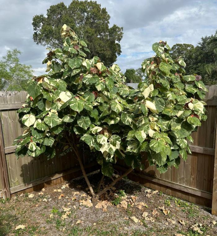 Hibiscus Tiliaceus Variegated - Etsy