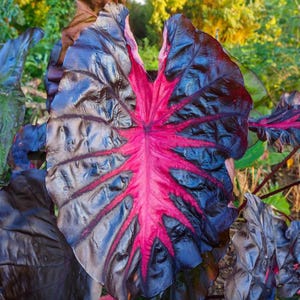 May include: Close-up of a large, textured leaf with a striking color contrast. The leaf's outer edges are a deep, dark purple, transitioning to a vibrant pink center with prominent veins. The plant is set against a blurred green background.