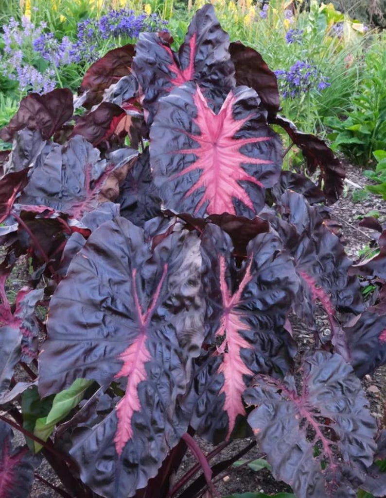 May include: A close-up of a plant with large, dark purple leaves and striking pink veins. The leaves have a textured appearance and a heart shape. The plant is surrounded by green foliage and purple flowers in the background.