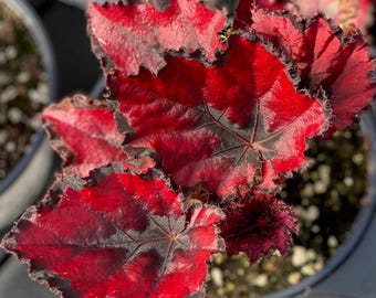 Begonia Red Robin Live Plant - 4-6" Tall - Ship No Pot - Begonia × erythrophylla - Red Foliage Ornamental Houseplant for Indoor Décor