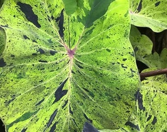 Mojito Colocasia Live Plant - 6–10" Tall - Ship no pot - Variegated Elephant Ear - Tropical Foliage Starter - Decorative Home Garden Plant
