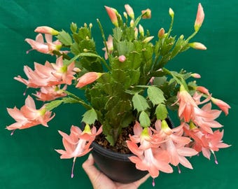 Christmas Cactus Starter Plant Island Pearl Schlumbergera Truncata Fresh Gardeni