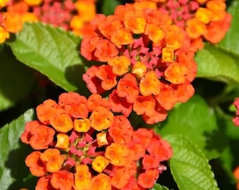 Lantana Orange Live Plant - 3-5" tall - Ship no pot - Lantana camara - Bright Blooming Perennial for Garden & Containers