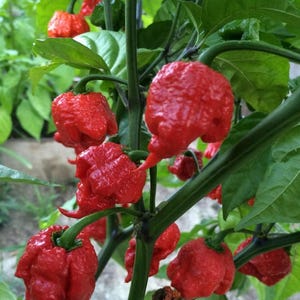 May include: Close-up of a plant with several bright red Carolina Reaper peppers. The peppers have a bumpy texture and are attached to green stems with green leaves in the background. The peppers are a vibrant red color.