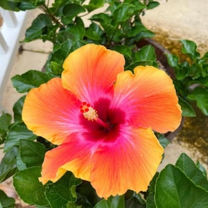 Hibiscus Fiesta Live Plant - 4-6" Tall - Ship No Pot - Tropical Flowering Houseplant for Garden & Patio Decor