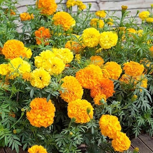 May include: A vibrant display of marigold flowers in shades of yellow and orange. The fully bloomed flowers have a fluffy, pom-pom-like appearance, set against a backdrop of green foliage. The image captures the flowers in a natural outdoor setting.