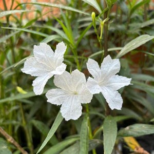 May include: Close-up of three white flowers with delicate, textured petals. The flowers are in full bloom, surrounded by lush green foliage. The image captures the natural beauty of the flowers and their intricate details.