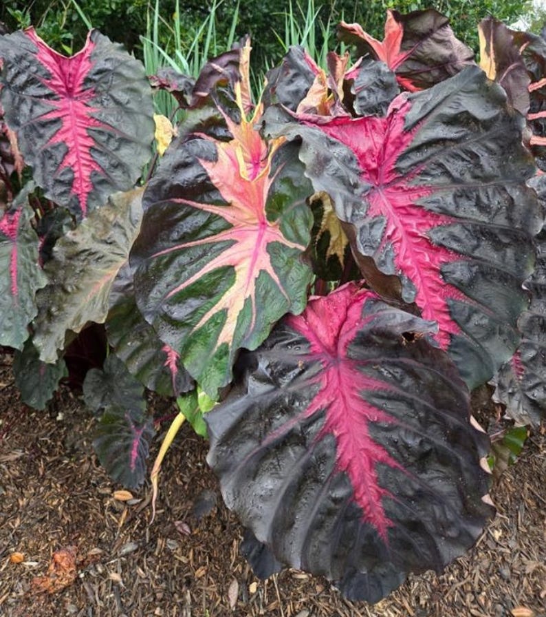 May include: Close-up of large, dark green leaves with prominent veins and striking pink and red patterns. The leaves have a glossy texture and are part of a lush, tropical plant. The plant is set against a backdrop of green foliage and brown mulch.