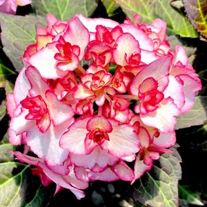 May include: A dense, spherical hydrangea flower head featuring numerous layered petals. Each petal is primarily white with vibrant, saturated pink edges that create a distinct contrast. The flower is surrounded by dark green, textured foliage.