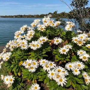 May include: A cluster of white daisy flowers with yellow centers and green leaves. The flowers are in full bloom, with a body of water and blue sky in the background. The scene is outdoors on a sunny day.