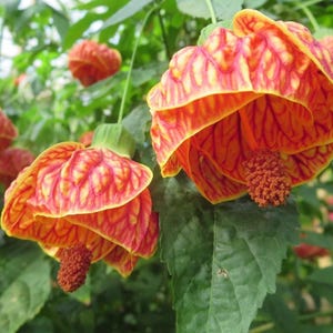 May include: Close-up of vibrant orange and yellow flowers with intricate veining patterns. The flowers have a bell-like shape and are surrounded by green leaves. The flowers have a brown stamen. The image is of a flowering plant.