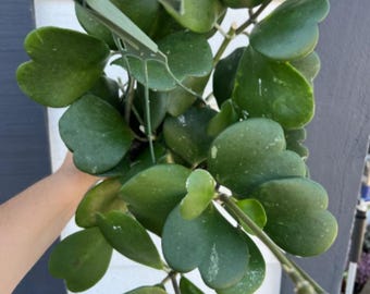 Hoya Kerrii Live Plant - 3-6" Tall - Ship No Pot - Heart-Shaped Leaf Houseplant for Indoor Growing & Decorative Displays