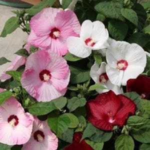 May include: Close-up of a cluster of hibiscus flowers in various stages of bloom. The flowers display a range of colors, including pink, white, and deep red, with contrasting dark red centers. Green leaves provide a backdrop.