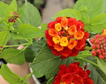 Lantana Red Live Plant - 3-5" tall - Ship no pot - Lantana camara - Bright Blooming Perennial for Garden & Containers