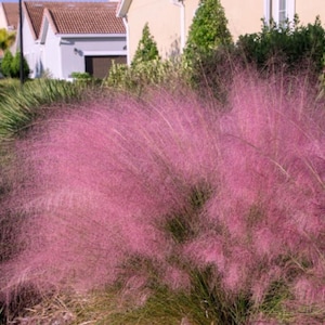 May include: A vibrant display of pink muhly grass in full bloom. The feathery, cloud-like flowers create a soft, textured appearance. The ornamental grass is set against a backdrop of green foliage and residential buildings.