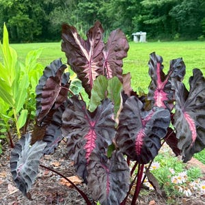 May include: A close-up of a group of large, dark purple elephant ear plants with prominent veining in shades of pink and white. The leaves have a textured, ruffled appearance. The plant is in a garden setting with green foliage in the background.