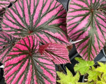 Begonia Brevirimosa Exotica Red Live Plant - 4–6” Tall - Rare Variegated Foliage Plant for Home Garden and Decor - Ready to Grow