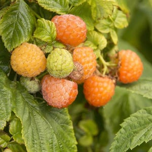 May include: Close-up of a cluster of ripe, golden-orange raspberries and unripe green raspberries on a leafy branch. The raspberries have a textured surface and are surrounded by green leaves. The image is well-lit and shows the details of the fruit.