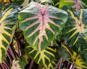 Waikiki Colocasia Live Plant – 6–10" Tall – Colocasia esculenta ‘Waikiki’ – Colorful Elephant Ear for Containers & Tropical Gardens