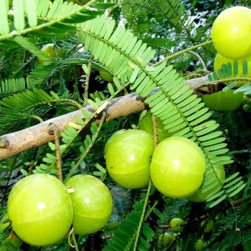 Amla Plant Etsy New Zealand amla-plant-etsy-new-zealand