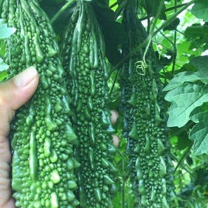Puede incluir: Primer plano de varias calabazas amargas verdes, cada una con una superficie rugosa y texturizada. Las calabazas cuelgan de enredaderas con hojas verdes. Una calabaza está siendo sostenida por una mano. Las calabazas son de un color verde vibrante.