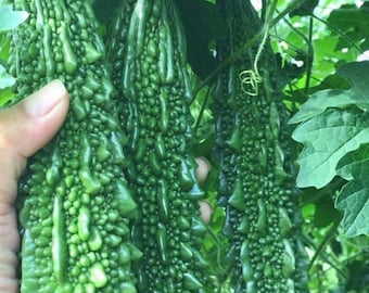 Graines de courge amère à taux de germination élevé, variétés anciennes de jardinage pour la maison, cadeau de jardinier