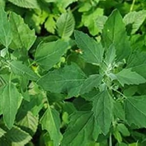 Könnte beinhalten: Nahaufnahme von grünen Pflanzen mit breiten, spitzen Blättern. Die Blätter sind leuchtend grün, und die Pflanze scheint in einer natürlichen Umgebung zu wachsen. Das Bild zeigt die Textur und die Details des Blattwerks.