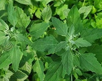 NEW! Fat Hen Seeds, Food Forest, Lamb's Quarters, Chenopodium Album