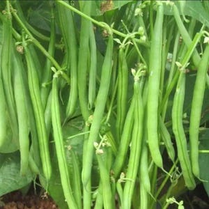 May include: A close-up shot of bright green string beans on a vine. The beans are long and slender, with a smooth texture. Tiny white flowers are visible, indicating the plant's growth stage. The image shows a healthy, organic crop of fresh produce.
