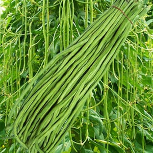 Semi di fagiolini lunghi Green Yard, fagiolini asparago, varietà biologica antica, non OGM, resistenti al calore
