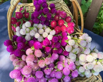 Semi misti di Gomphrena Globosa – Varietà antica con fiori cespugliosi a forma di palla, fioriture da giardino bianche e viola.