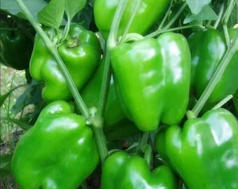 Semillas de pimiento verde Early Calwonder, variedad tradicional no transgénica para huerto.